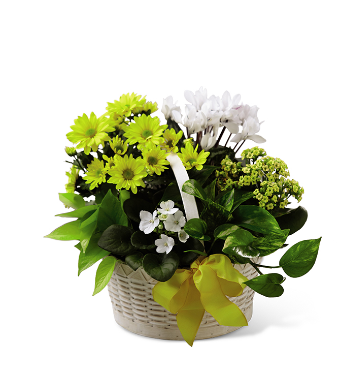 Healthy Sunshine Basket