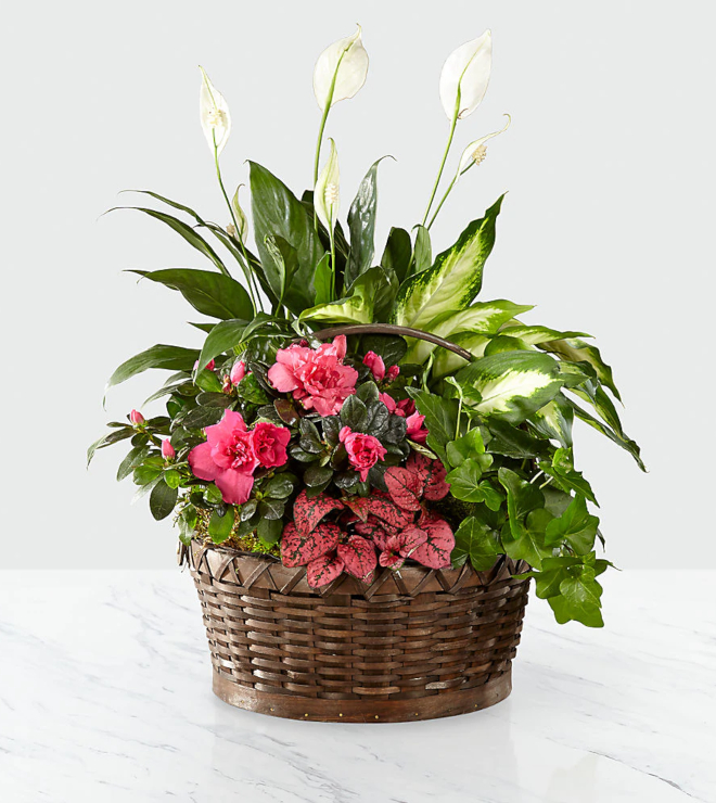 Dream in Pink™ Dishgarden