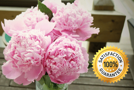 Pink Peonies flowers