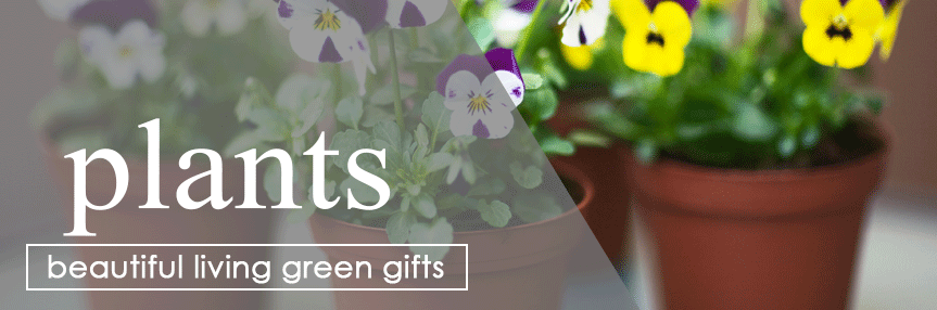 Plants & Greens header image