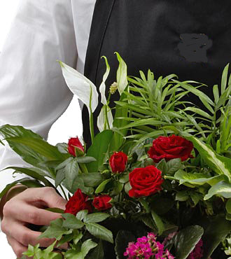 Florist Arranged Plant Mix