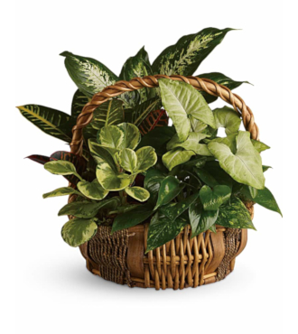 Emerald Garden Basket