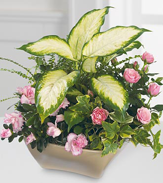 Graceful Healing Planter