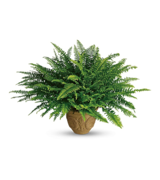 Heartwarming Thoughts Boston Fern