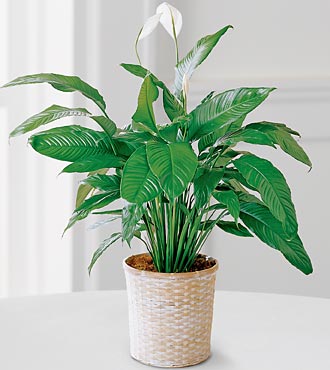 Peace at the Hospital Lily Plant