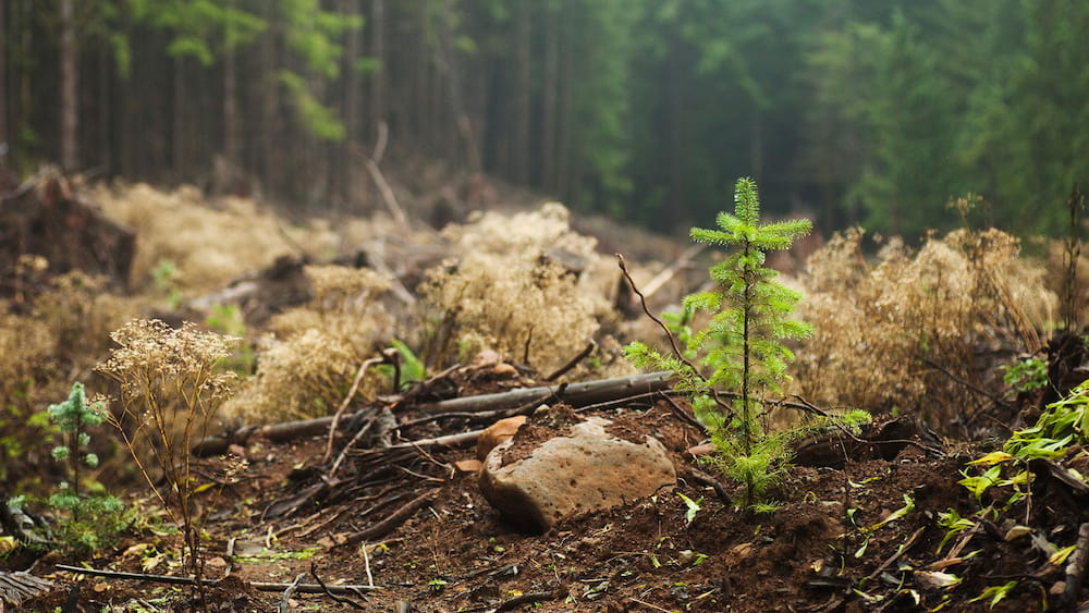 A newly planted sapling growing in a serene forest