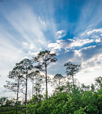 Plant a Healing Forest