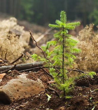 Plant Trees For a Loved One