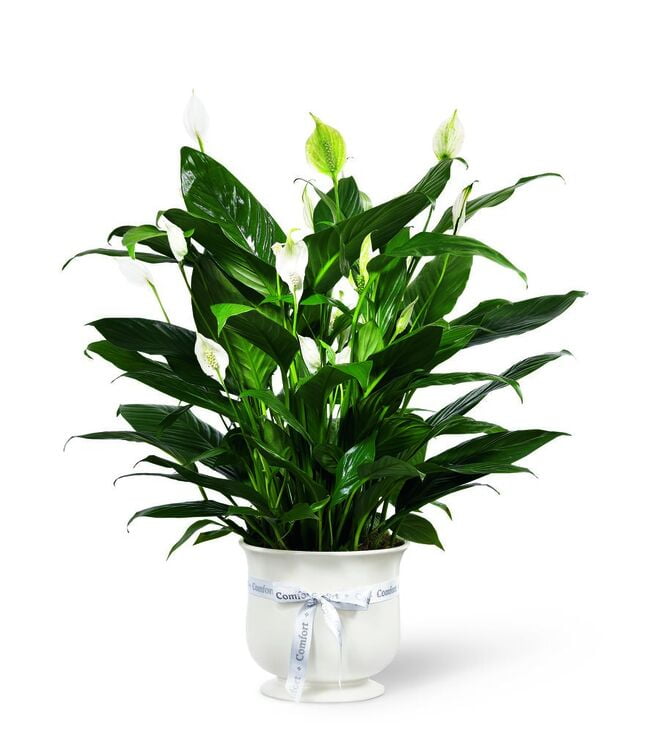 Comfort and Healing Planter