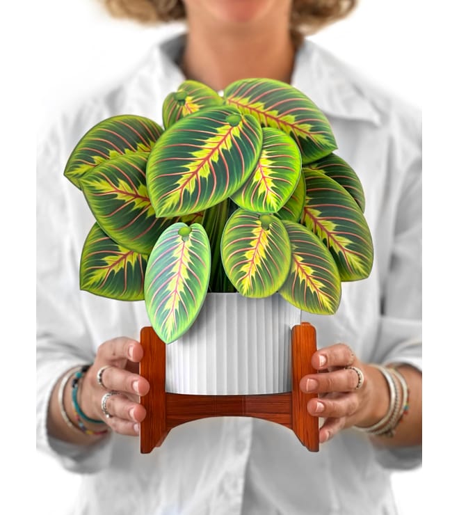 FreshCut Paper Prayer Plant