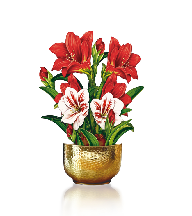 FreshCut Paper Mini Scarlet Amaryllis